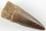 1.8" Spinosaurus Tooth - Real Dinosaur Tooth - #199933-1